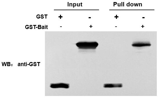 輝駿生物谷胱甘肽瓊脂糖樹脂(GST純化樹脂)快流速操作 相容性好 高吸附量 輝駿生物谷胱甘肽瓊脂糖樹脂(GST純化樹脂)快流速操作 相容性好 高吸附量