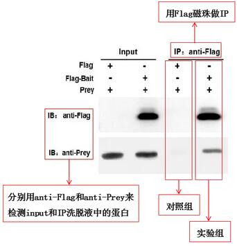 圖3 標(biāo)簽蛋白Co-IP實(shí)驗(yàn)結(jié)果解析圖-輝駿生物 圖3 標(biāo)簽蛋白Co-IP實(shí)驗(yàn)結(jié)果解析圖-輝駿生物