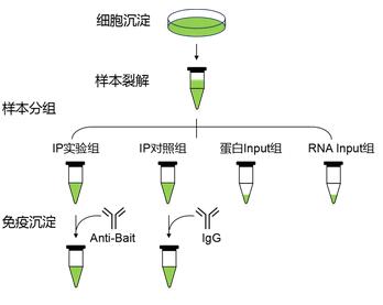 RIP實(shí)驗(yàn)分組流程圖.jpg RIP實(shí)驗(yàn)分組流程圖.jpg