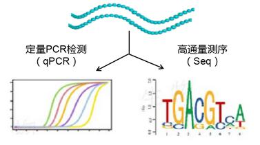RIP實(shí)驗(yàn)RNA檢測(cè)圖.jpg RIP實(shí)驗(yàn)RNA檢測(cè)圖.jpg