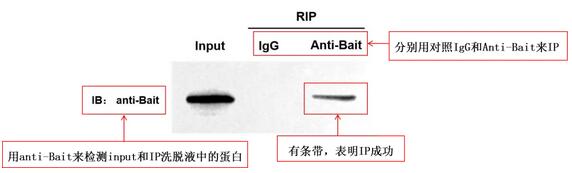 誘餌蛋白Western blot檢測(cè)結(jié)果圖.jpg 誘餌蛋白Western blot檢測(cè)結(jié)果圖.jpg