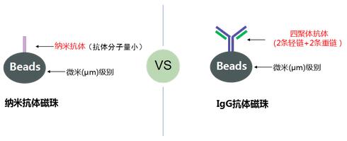 納米抗體磁珠與IgG抗體磁珠結(jié)構(gòu)示意圖-輝駿生物.jpg 納米抗體磁珠與IgG抗體磁珠結(jié)構(gòu)示意圖-輝駿生物.jpg