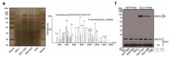 DNA pull-down MS篩選CLC-3 啟動子結(jié)合的蛋白圖-輝駿生物.jpg DNA pull-down MS篩選CLC-3 啟動子結(jié)合的蛋白圖-輝駿生物.jpg