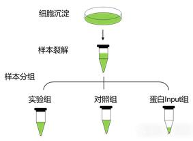 DNA pull-down實驗分組圖.jpg DNA pull-down實驗分組圖.jpg