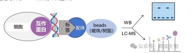 DNA pull-down實驗原理圖-輝駿生物.jpg DNA pull-down實驗原理圖-輝駿生物.jpg